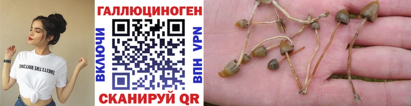 Купить где  Светогорск  Псилоцибиновые грибы Psilocybe 